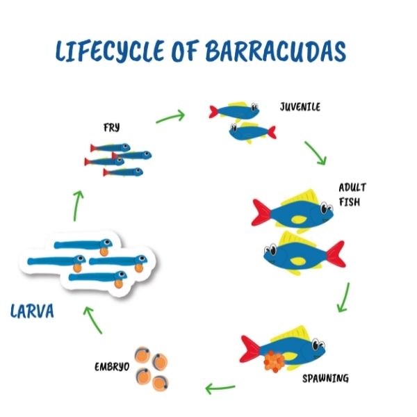 Life cycle of barracudas larva